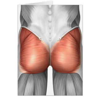 Close-Up View Of Human Gluteal Muscles