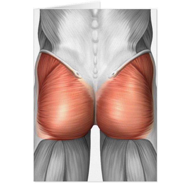 Close-Up View Of Human Gluteal Muscles (Front)