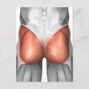 Close-Up View Of Human Gluteal Muscles Postcard