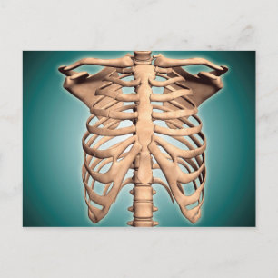 Close-Up View Of Human Rib Cage Postcard