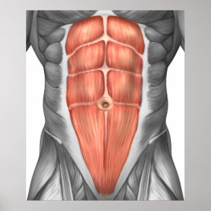 Close-Up View Of Male Abdominal Muscles Poster