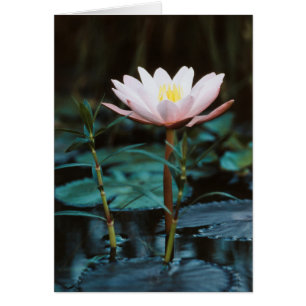 Close-Up view of Water Lily at Inle Lake