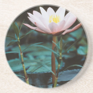 Close-Up view of Water Lily at Inle Lake Coaster