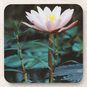 Close-Up view of Water Lily at Inle Lake Coaster