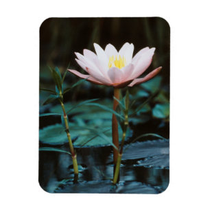 Close-Up view of Water Lily at Inle Lake Magnet