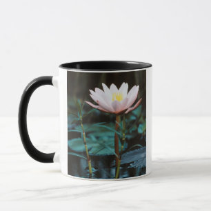 Close-Up view of Water Lily at Inle Lake Mug