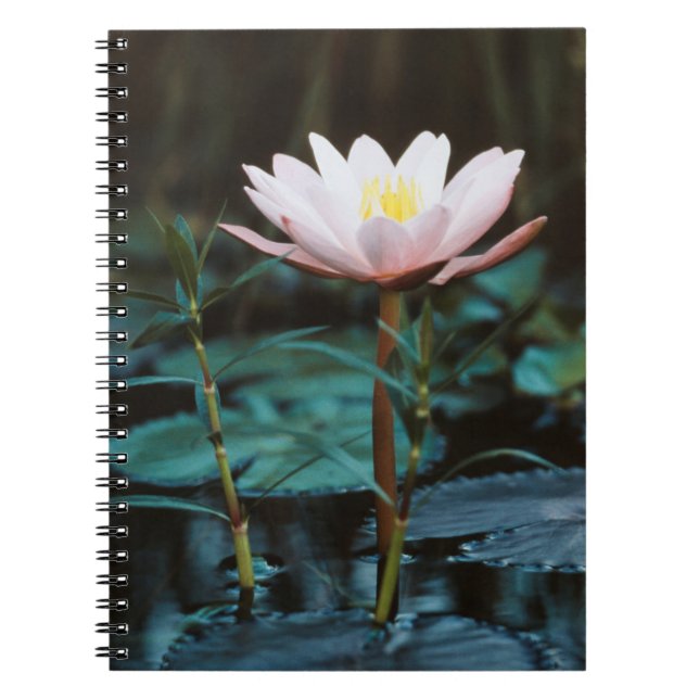 Close-Up view of Water Lily at Inle Lake Notebook (Front)