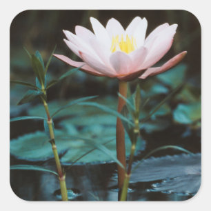 Close-Up view of Water Lily at Inle Lake Square Sticker