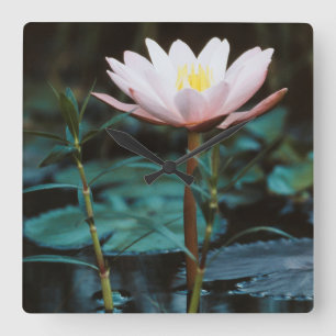 Close-Up view of Water Lily at Inle Lake Square Wall Clock