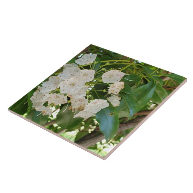 Close up White Mountain Laurel Ceramic Tile (Side)