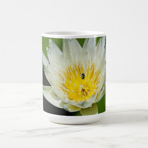 Close-up White Water Lily Flower and Bee Mug