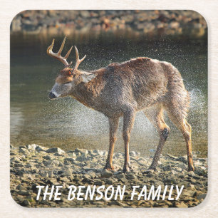 Close-up Wild Deer Square Paper Coaster