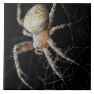 Close Up Wonder: European Garden Spider Ceramic Tile