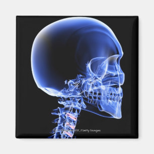 Close up x-ray of the bones in the neck magnet