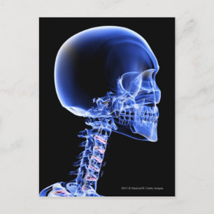 Close up x-ray of the bones in the neck postcard