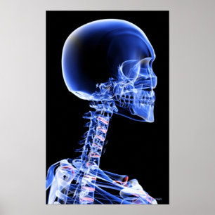 Close up x-ray of the bones in the neck poster