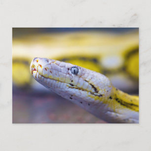 Close-Up Yellow and White Snake Portrait Postcard
