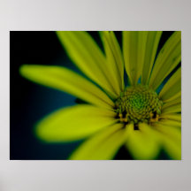 Close up Yellow Wildflower