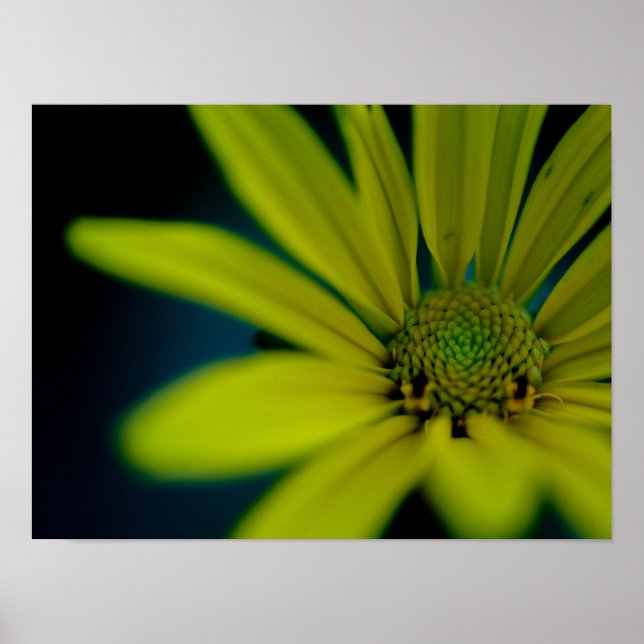 Close up Yellow Wildflower Poster (Front)