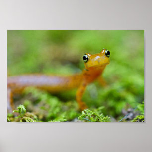 Close view of longtail salamander face poster
