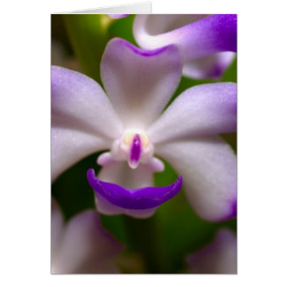 closed up of Orchid Flower