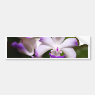 closed up of Orchid Flower Bumper Sticker