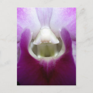 closed up of Orchid Flower Postcard