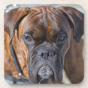 Closer up of a Brindle Boxer Puppy Dog Coaster