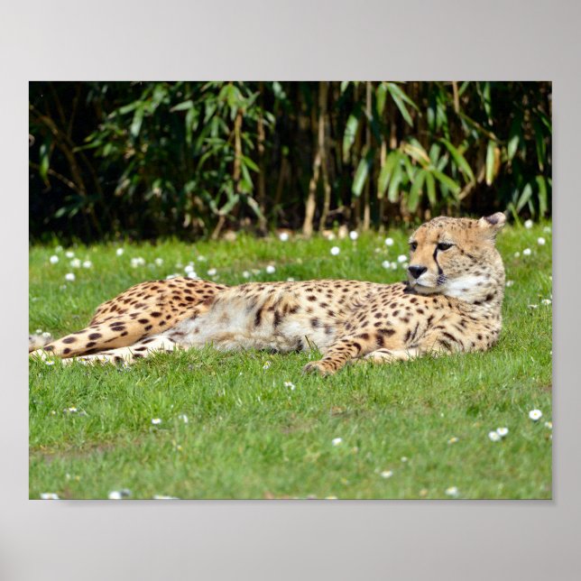 Closeup African Cheetah lying on grass  Poster (Front)