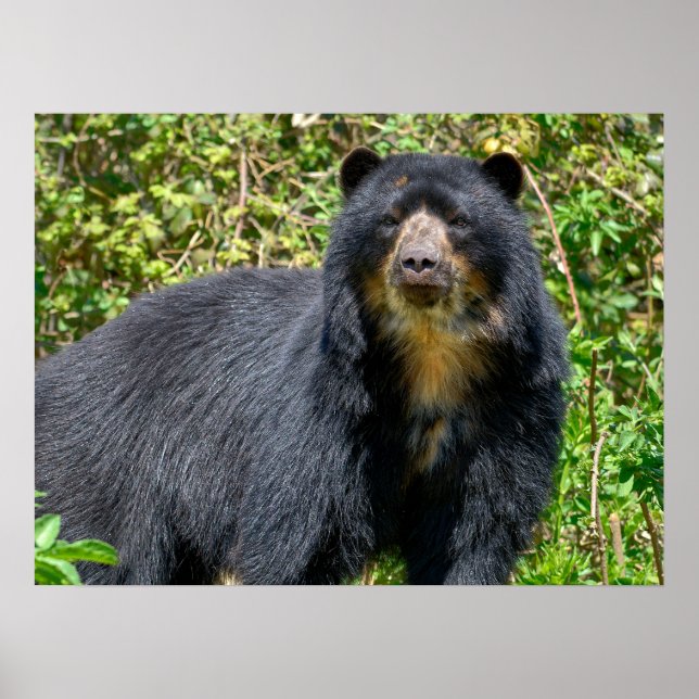 Closeup Andean bear  Poster (Front)