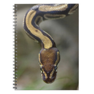 Closeup ball pythonPostcard Postcard Square Sticke Notebook