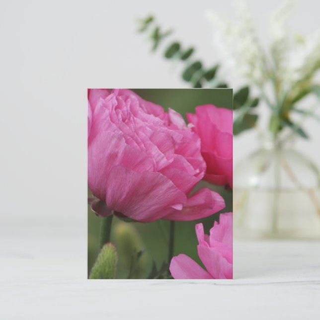 Closeup Deep Peony Pink Ranunculus Postcard (Standing Front)