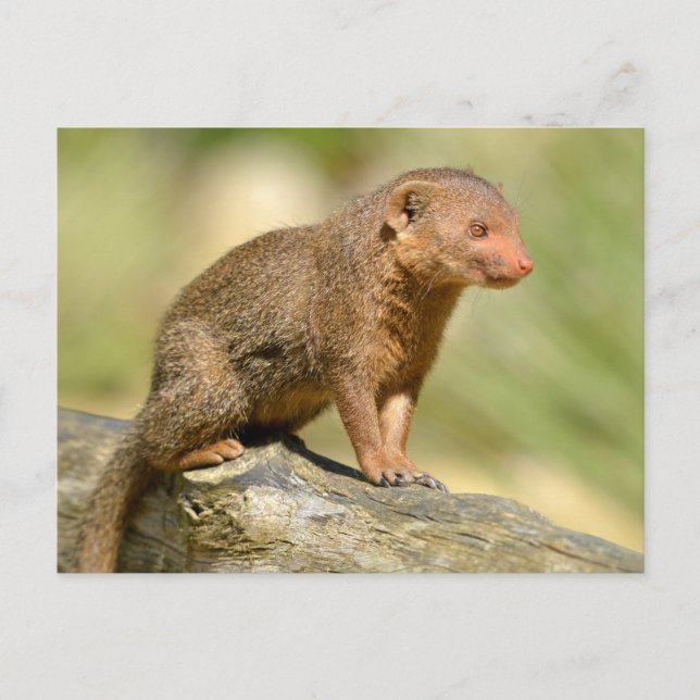 Closeup dwarf mongoose  postcard (Front)