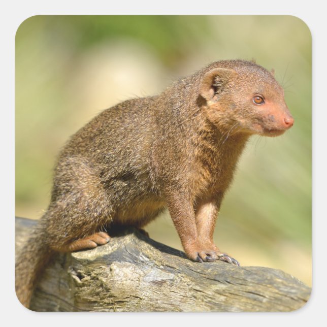 Closeup dwarf mongoose  postcard square sticker (Front)