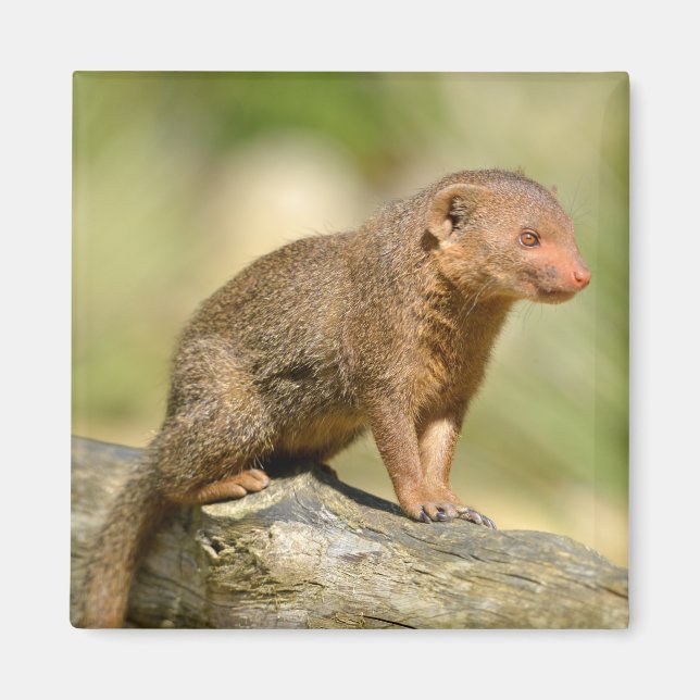 Closeup dwarf mongoose  postcard square sticker me magnet (Front)