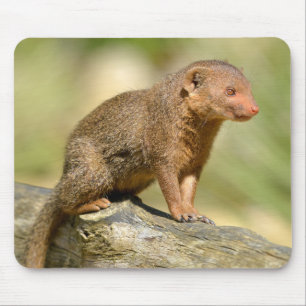 Closeup dwarf mongoose  postcard square sticker me mouse pad