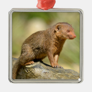 Closeup dwarf mongoose  postcard square sticker metal ornament