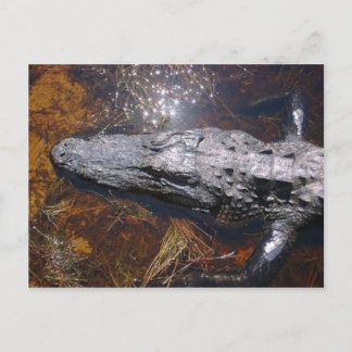Closeup Florida Alligator Postcard