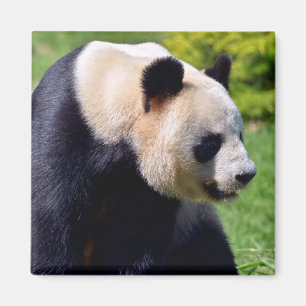Closeup giant panda seen from profile magnet