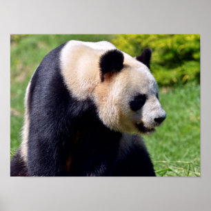 Closeup giant panda seen from profile poster