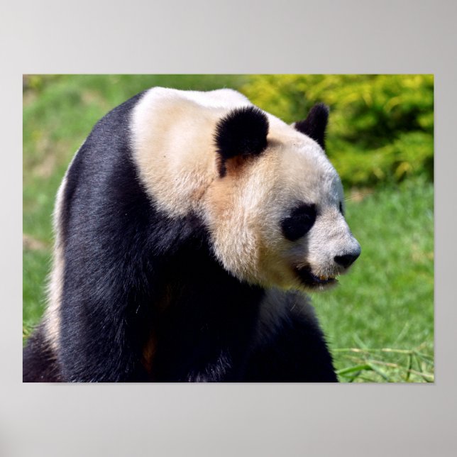 Closeup giant panda seen from profile poster (Front)