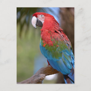 Closeup green-winged macaw postcard