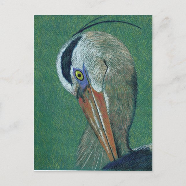 Closeup Heron Postcard (Front)