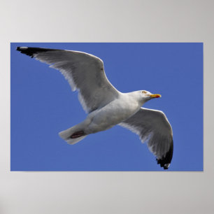 Closeup herring gull in fly poster