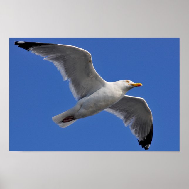 Closeup herring gull in fly poster (Front)