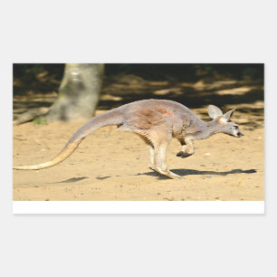 Closeup kangourou walking holiday postcard poster rectangular sticker