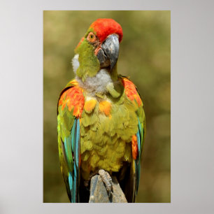 Closeup military macaw poster