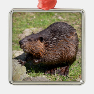 Closeup North American Beaver  Metal Ornament