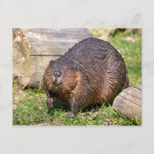 Closeup North American Beaver Postcard