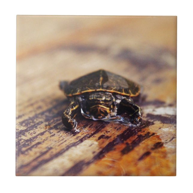 Closeup of a Baby Painted Turtle Tile (Front)